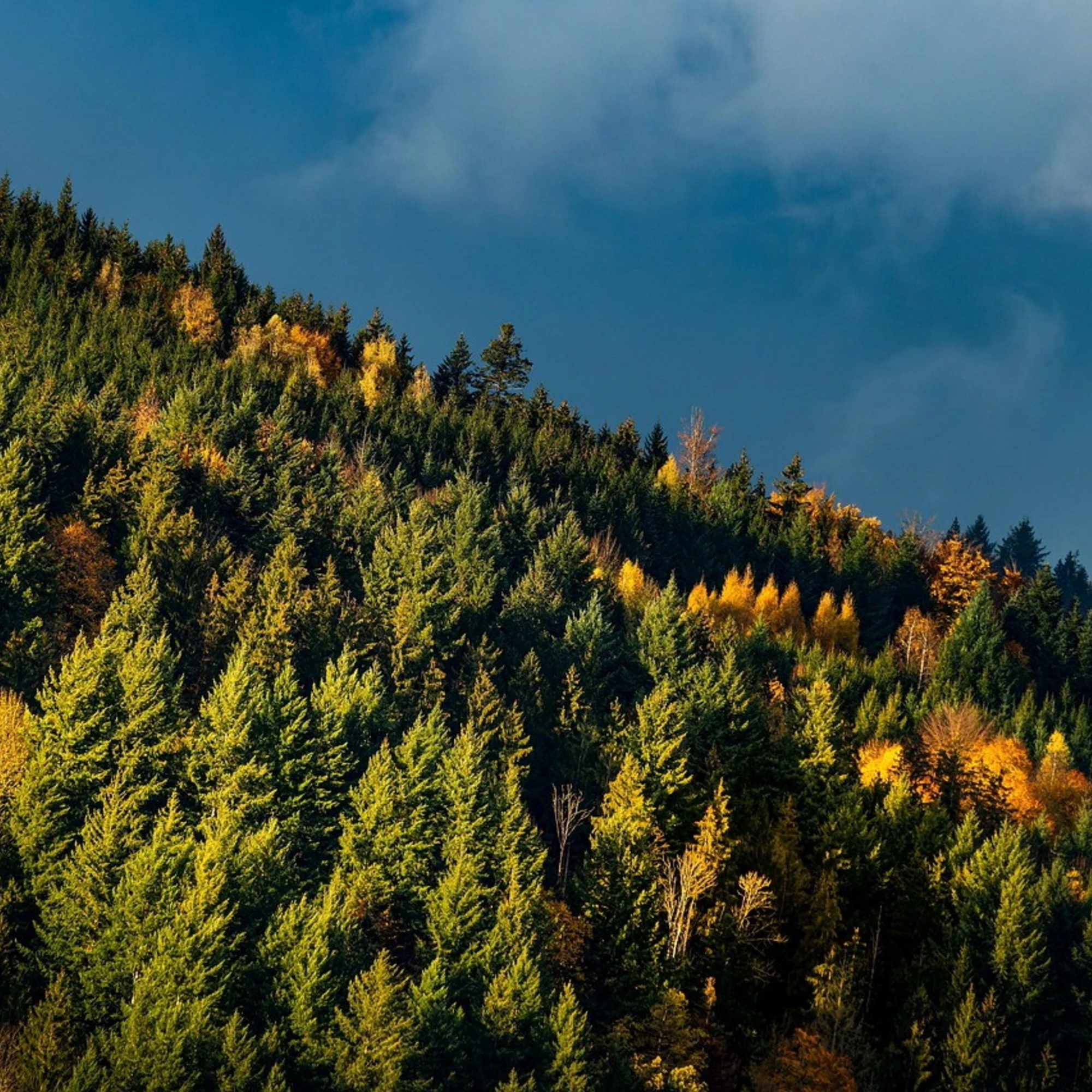 Anche gli alberi sono migranti climatici: l'ultimo delirio green