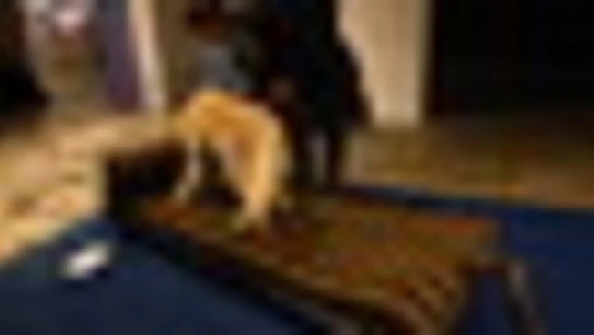 Elanco al FuoriSalone '26 con Pet Collection