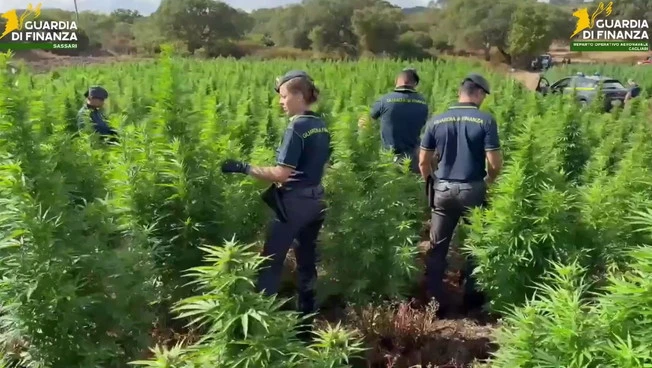 Maxi piantagione di marijuana scoperta nel Sassarese dalla Guardia di Finanza