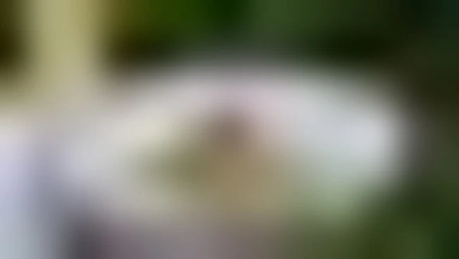 https://media.liberoquotidiano.it/ocPU4iOlx56Kou5JYRxfGTwMcCsTC40y7cSU_OORbMs/width:800/quality:90/aW1hZ2VzLzIwMjUvMTAvMDIvMTEwNDA5MzQ3LTQyNmE4MzgyLWQxMzgtNGQwYy04YmYwLWZiNjc4MzZiM2JlOC5qcGc.webp