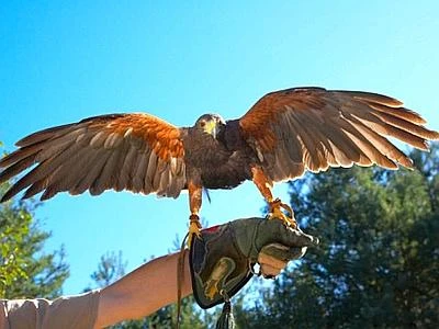 Torna il falconiere, al lavoro contro invasione di piccioni e gabbiani