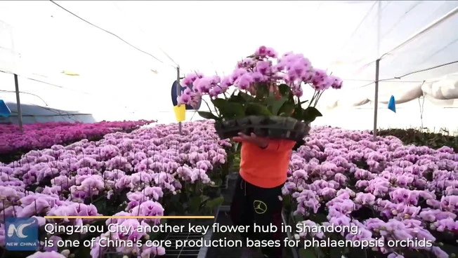 Cina, l'energia rinnovabile utilizzata per riscaldare le serre di fiori