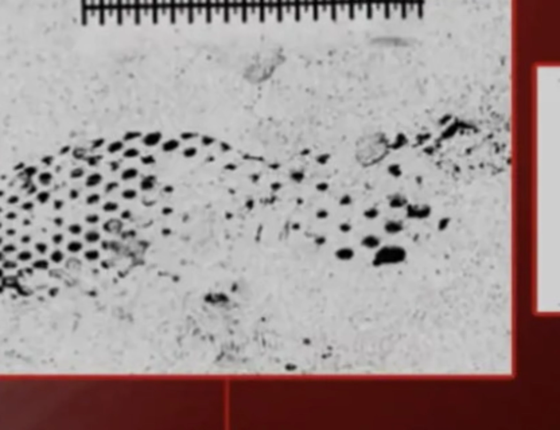 Garlasco, l'impronta che può scagionare Stasi: l'ultimo esperimento