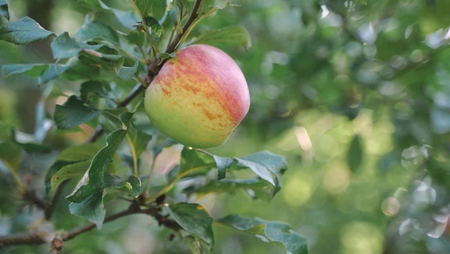 Agroalimentare, trend positivo per la mela italiana