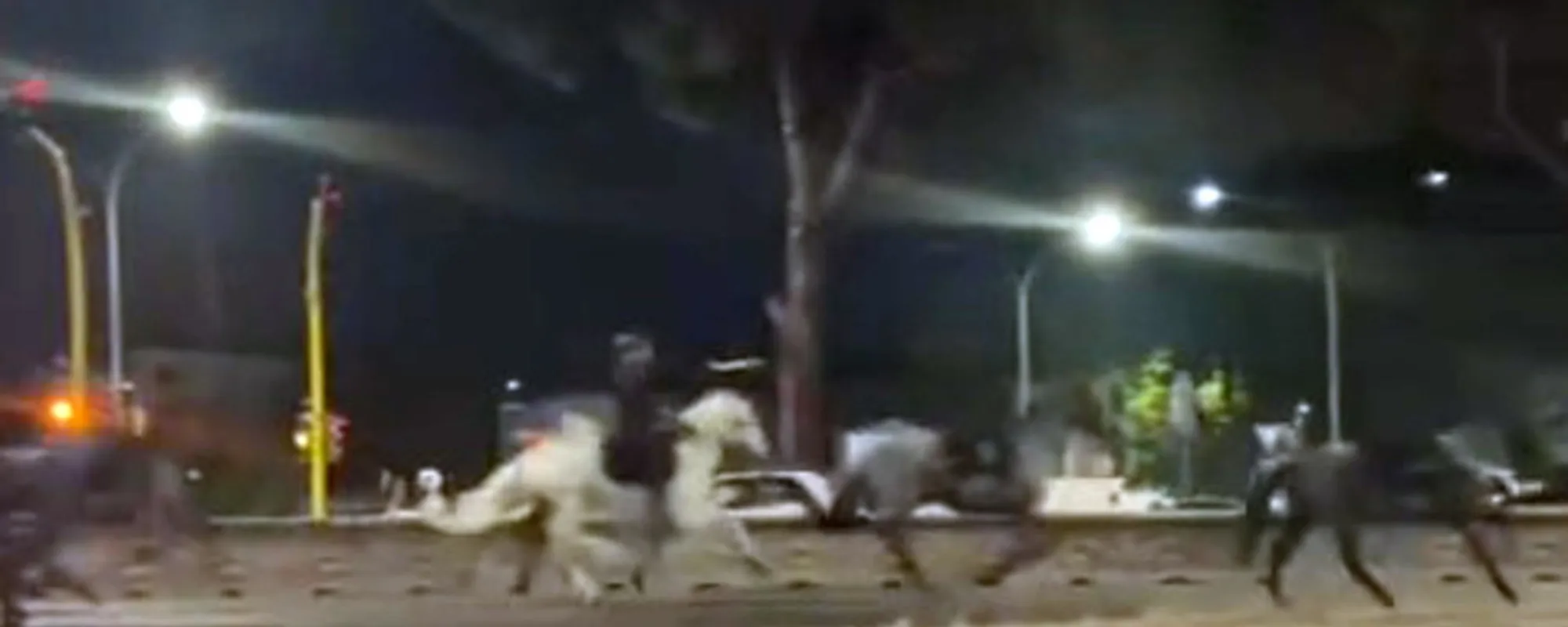 "Evviva i cavalli disertori contro la destra!". 2 giugno, equini in fuga: il delirio della sinistra