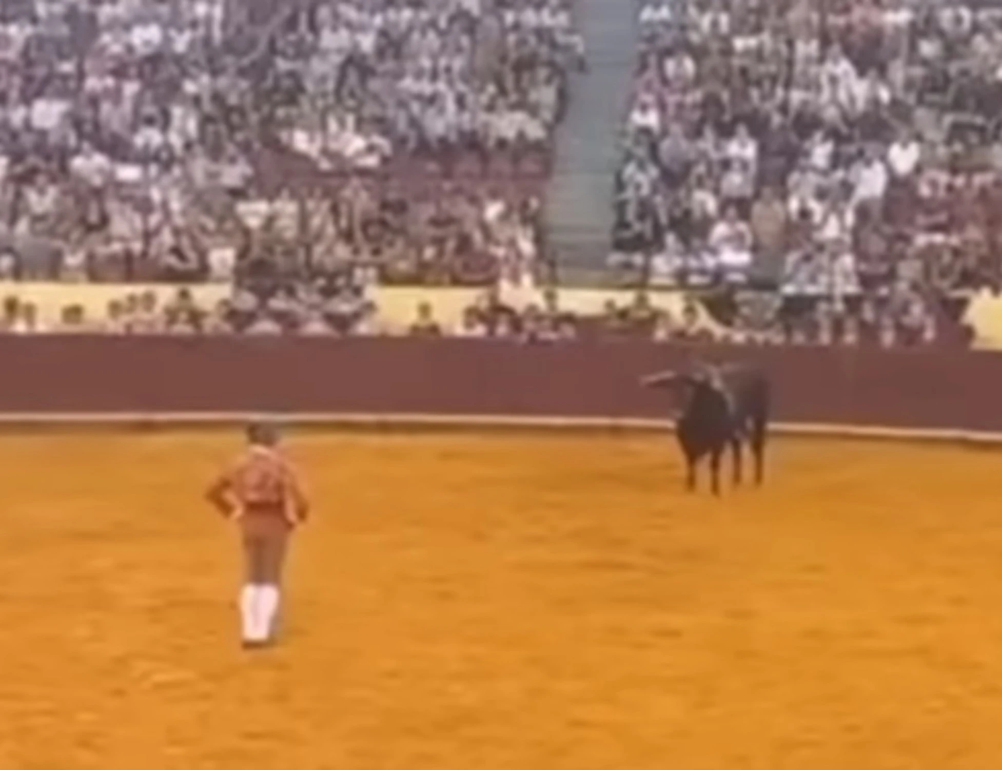 Corrida a Lisbona, torero incornato a morte: gli ambientalisti esultano