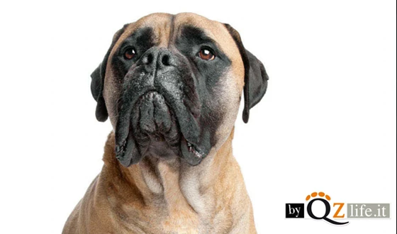 Il Bullmastiff