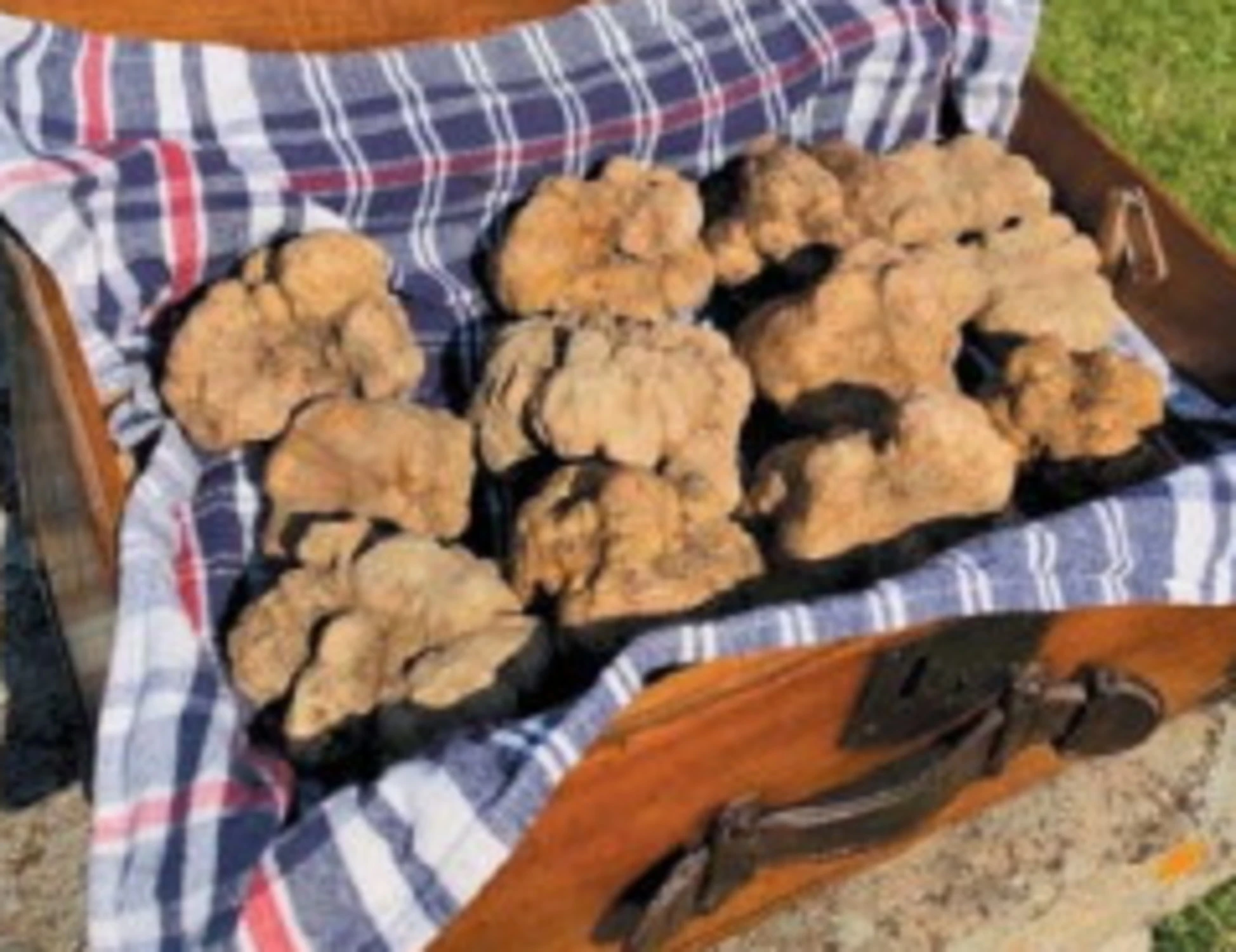 Tartufo bianco, che passione in Umbria: raccolta da record