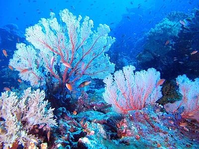 Grande barriera corallina a rischio estinzione, banchi dimezzati in 27 anni