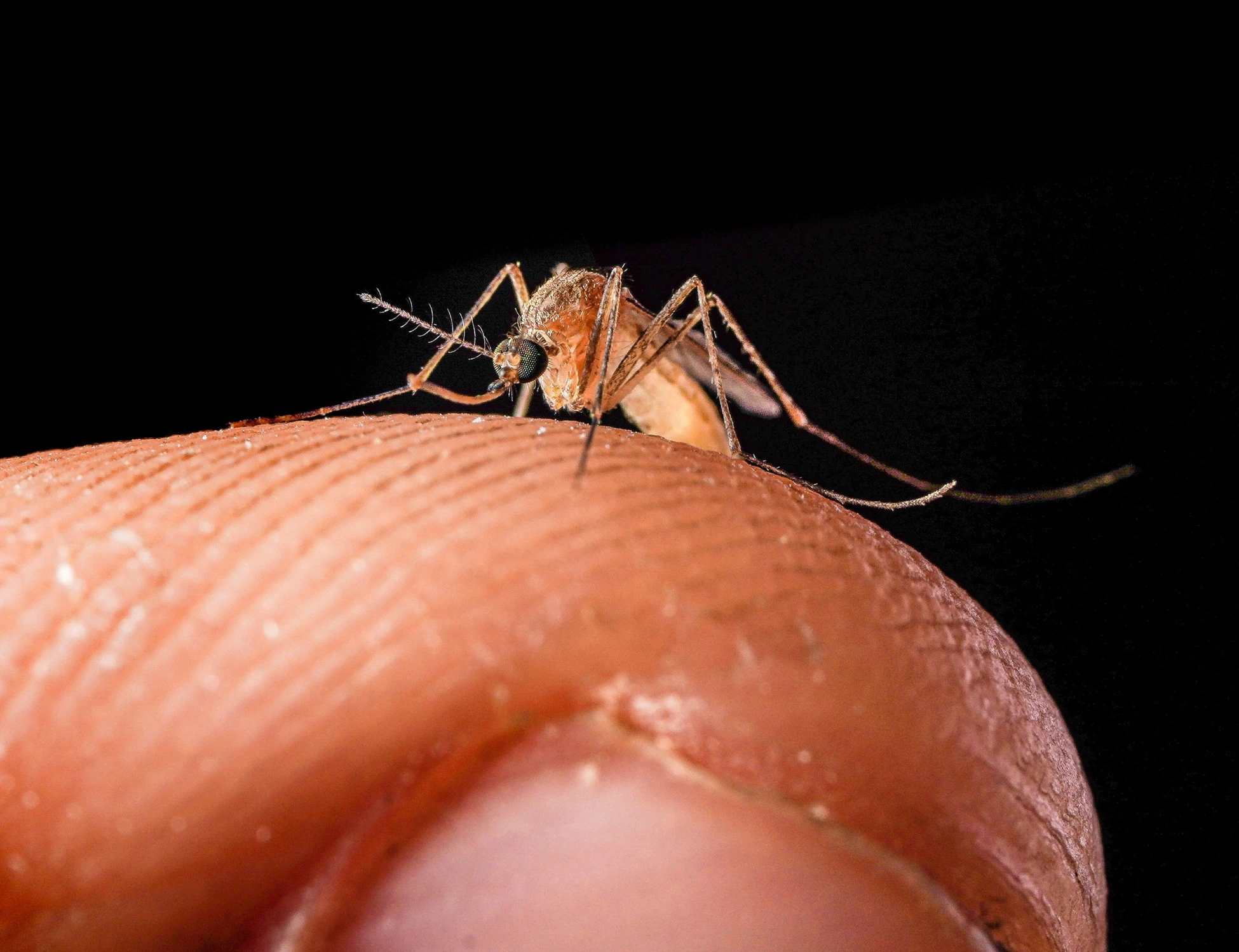 West Nile, muore una donna a Qualiano. L'allarme si allarga