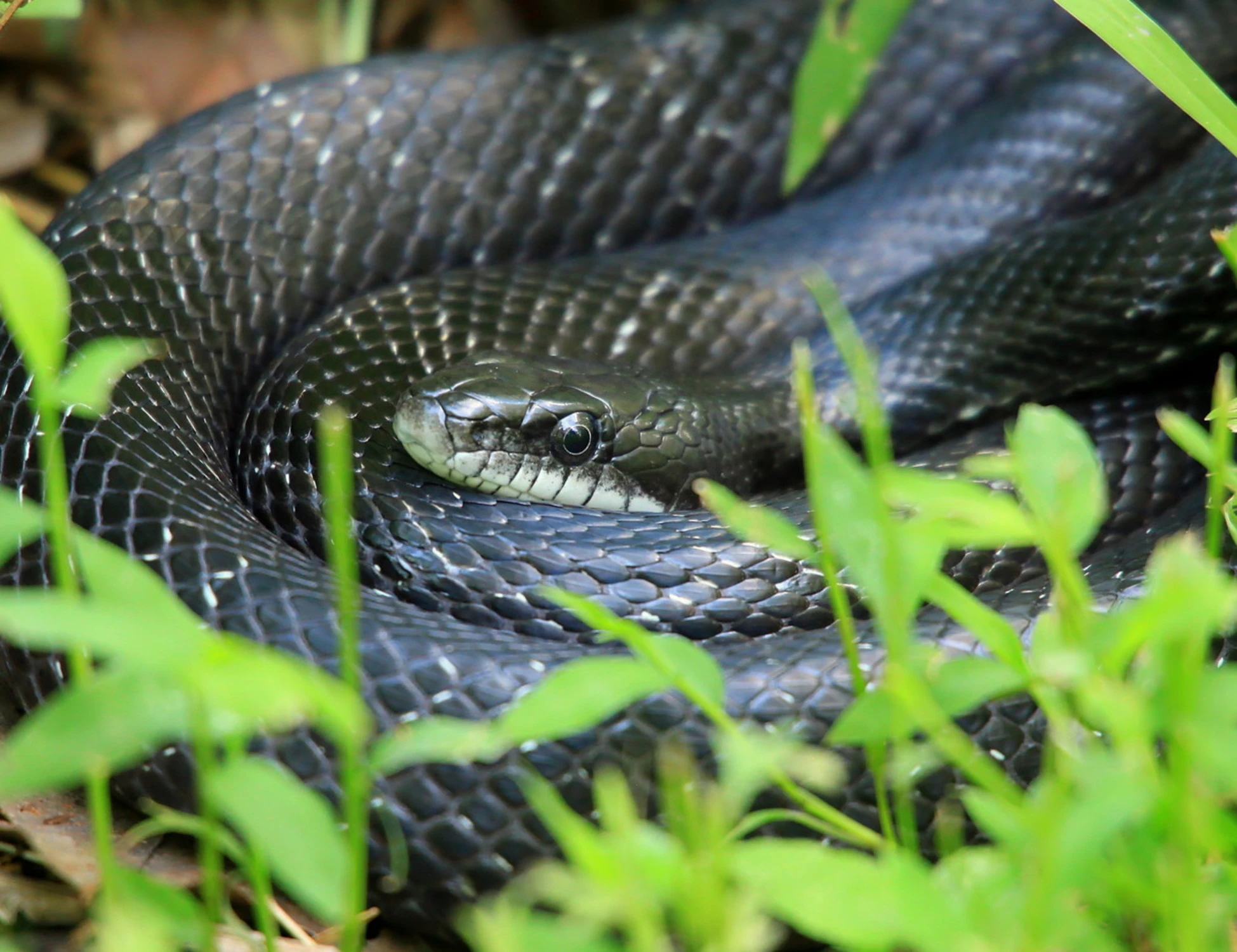 Roma sotto-choc: morso da un serpente mentre passeggia