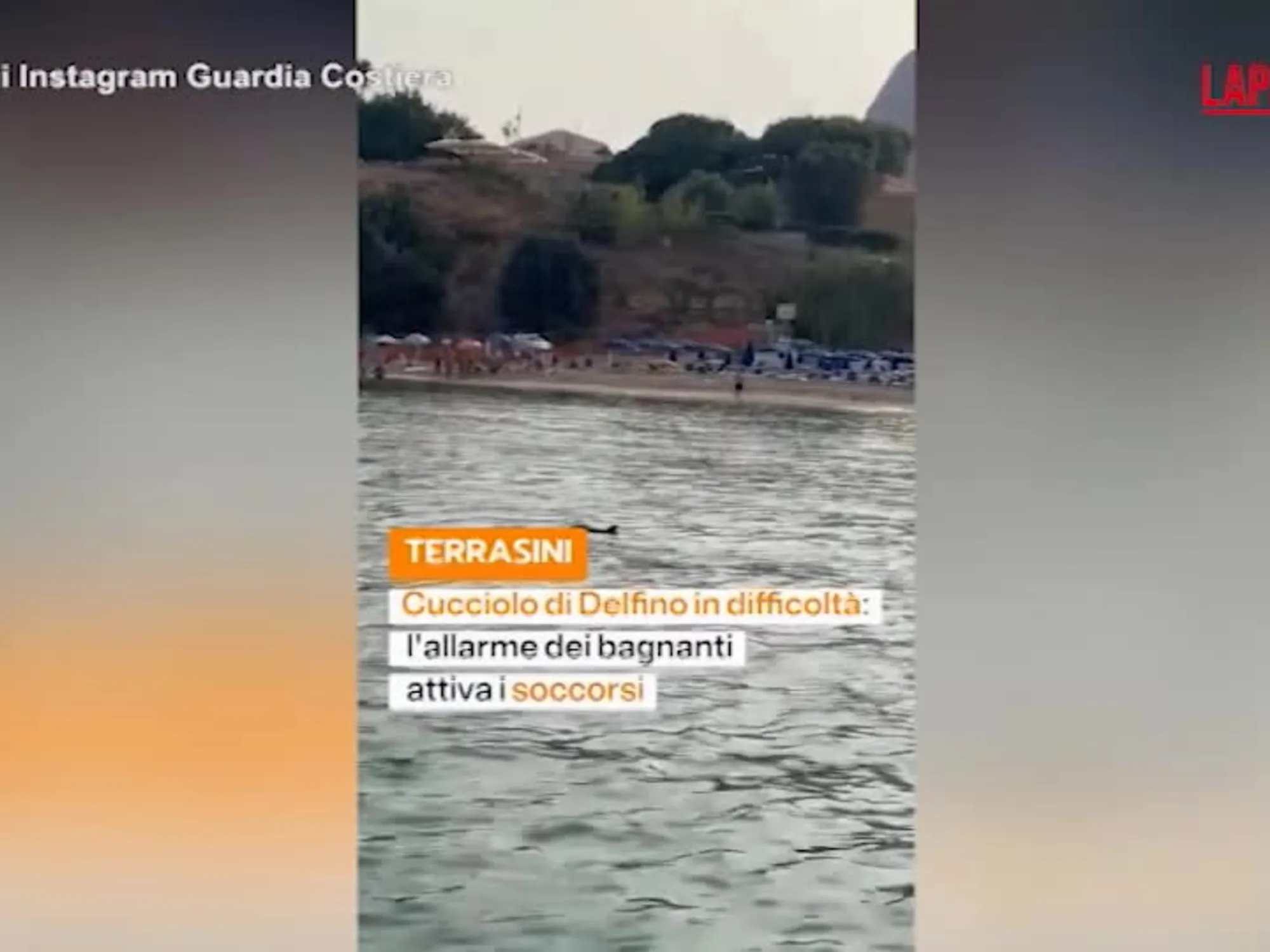 Palermo, cucciolo di delfino salvato dalla Guardia Costiera