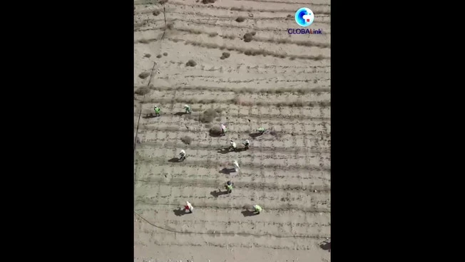 Cina, un corridoio verde protegge l'autostrada nel deserto di sabbie mobili
