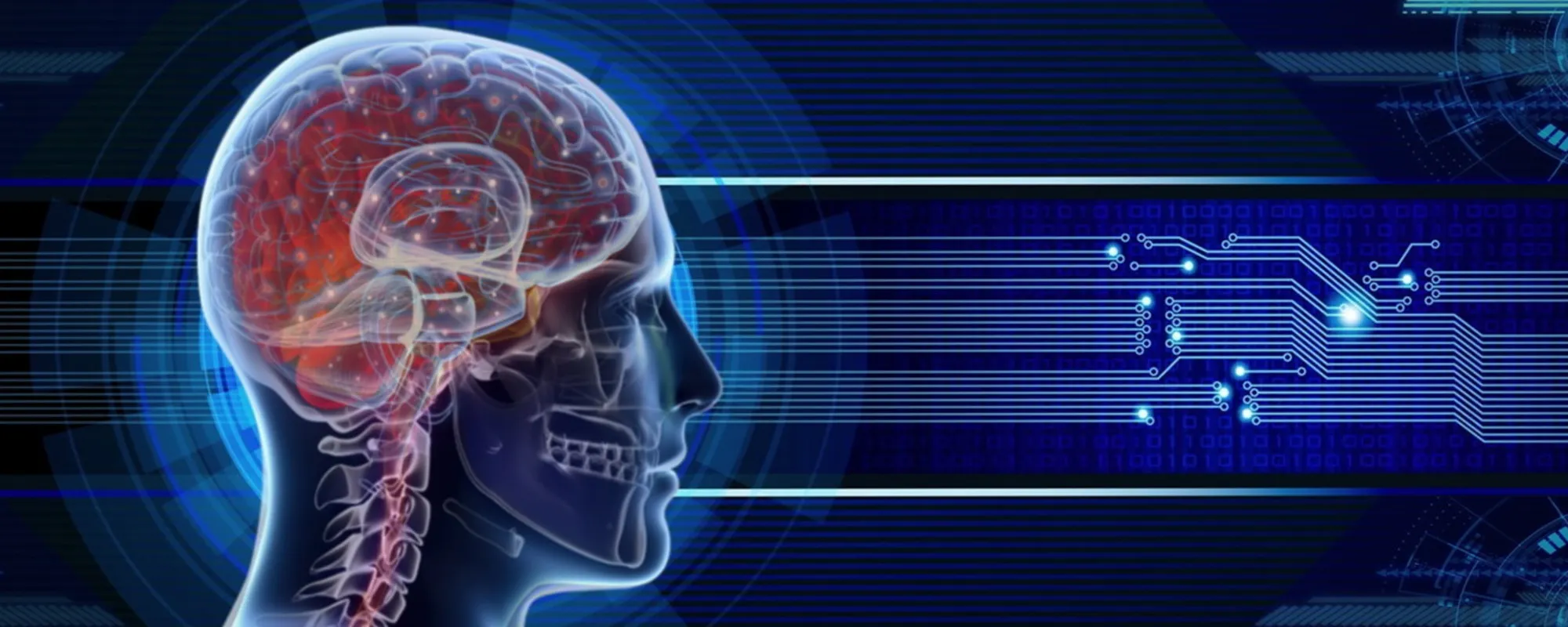 Cervello, i movimenti della materia grigia indotti dall'addome