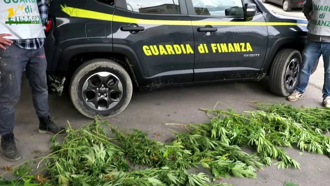 A Chieti sequestrati 20 chili di marijuana nascosti tra la vegetazione