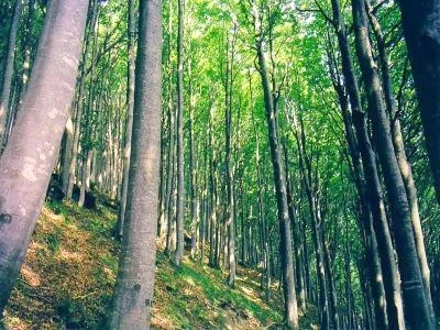 In Italia sempre più boschi ma sono 'poveri' e minacciati dagli incendi