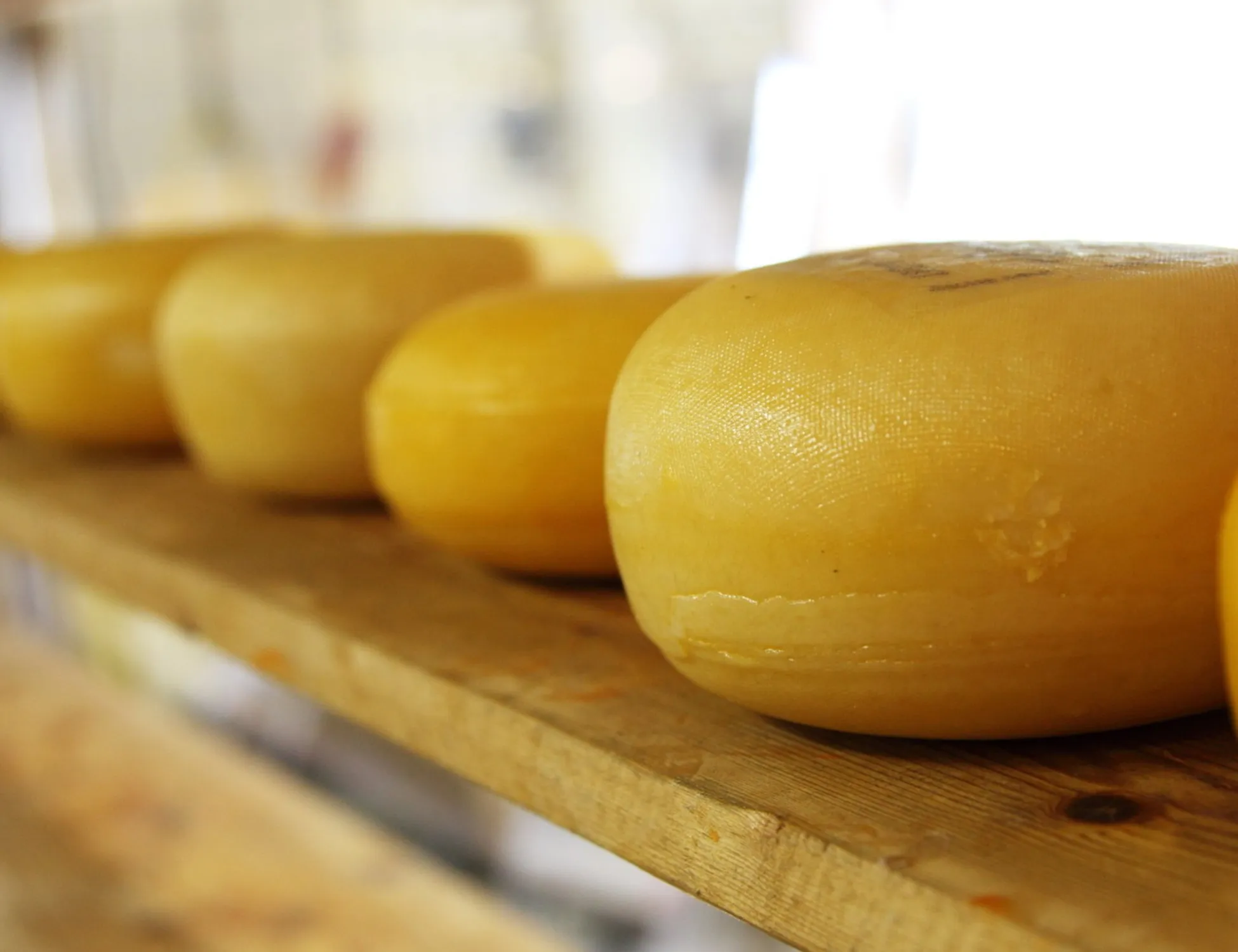 Leggi l'articolo: Mangiò formaggio a latte crudo: Mattia morto a 13 anni dopo 9 anni di coma