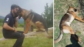 Kaos, l'ultima ipotesi sulla morte del cane eroe di Amatrice: forse non è stato avvelenato