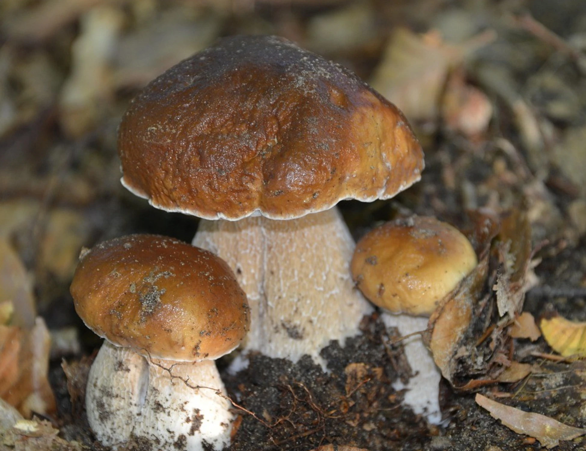 La strage dei cercatori di funghi: cosa c'è dietro