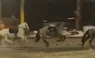 2 giugno, la fuga dei cavalli a Roma finisce in tragedia: quattro feriti e un animale abbattuto