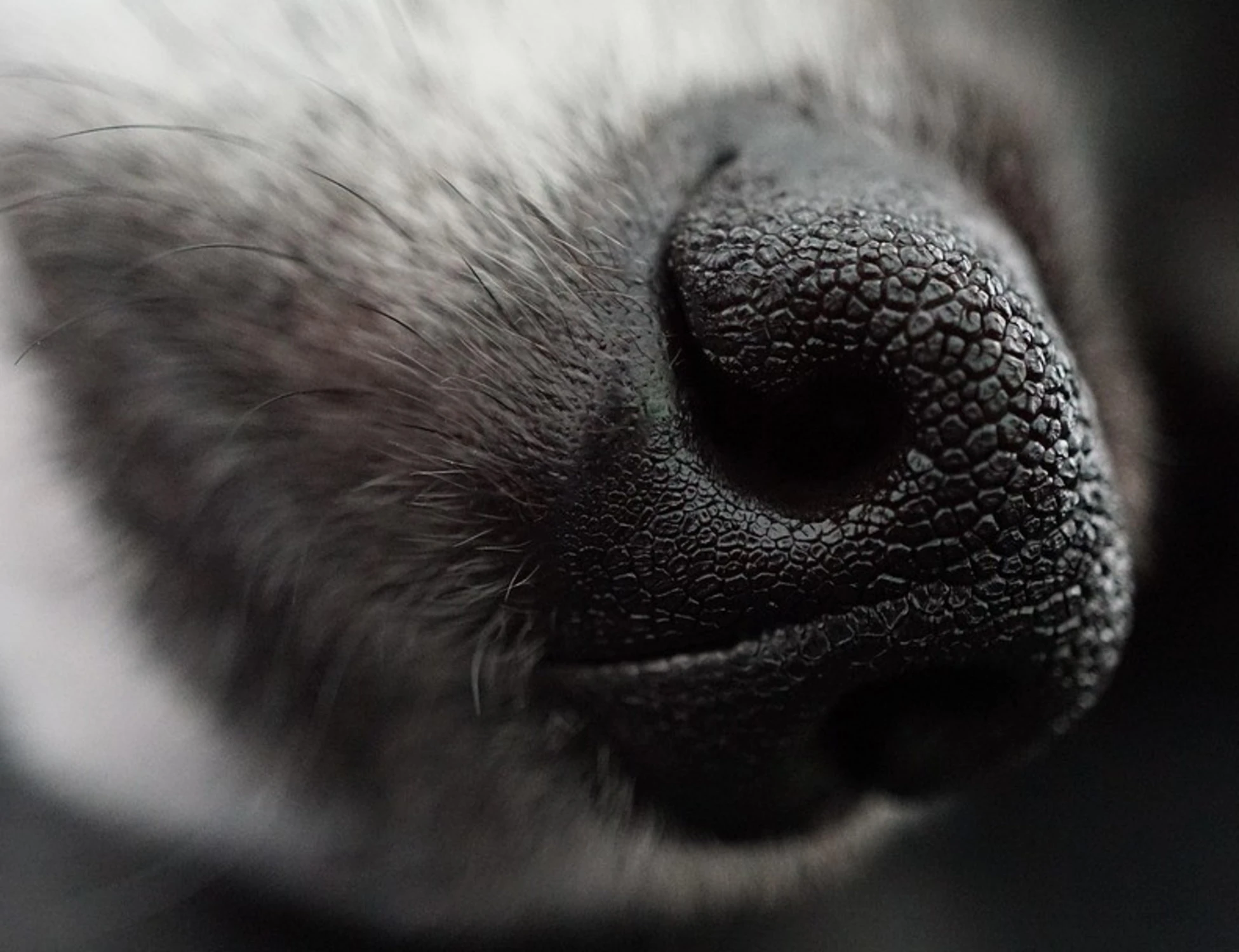 Sezze, extracomunitario uccide e seziona un cane: "Fuggito via con la carne"