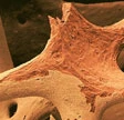 Scoperti in Australia