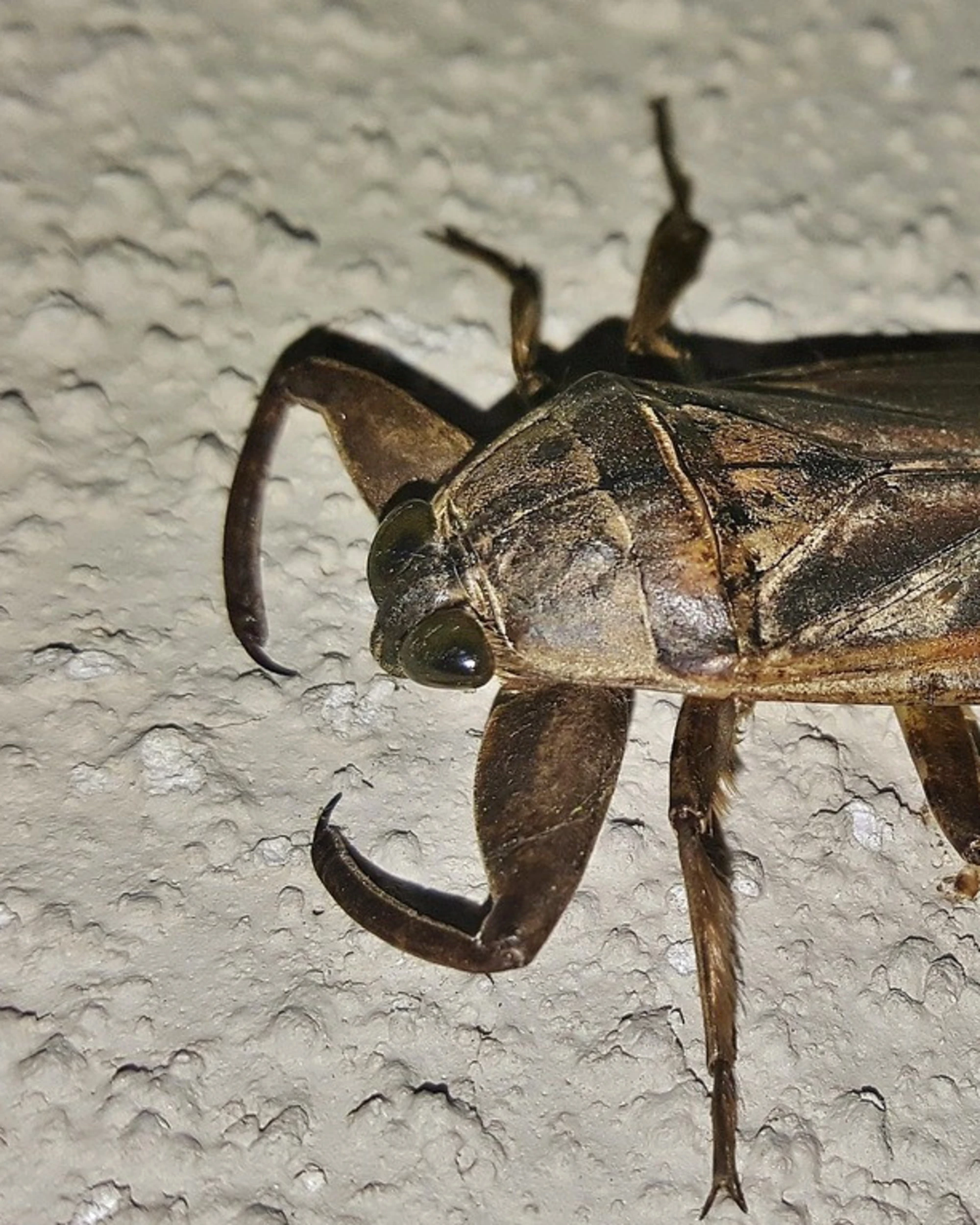 Morbo di Lyme, i danni (terribili) del morso di zecca: chi mette ko