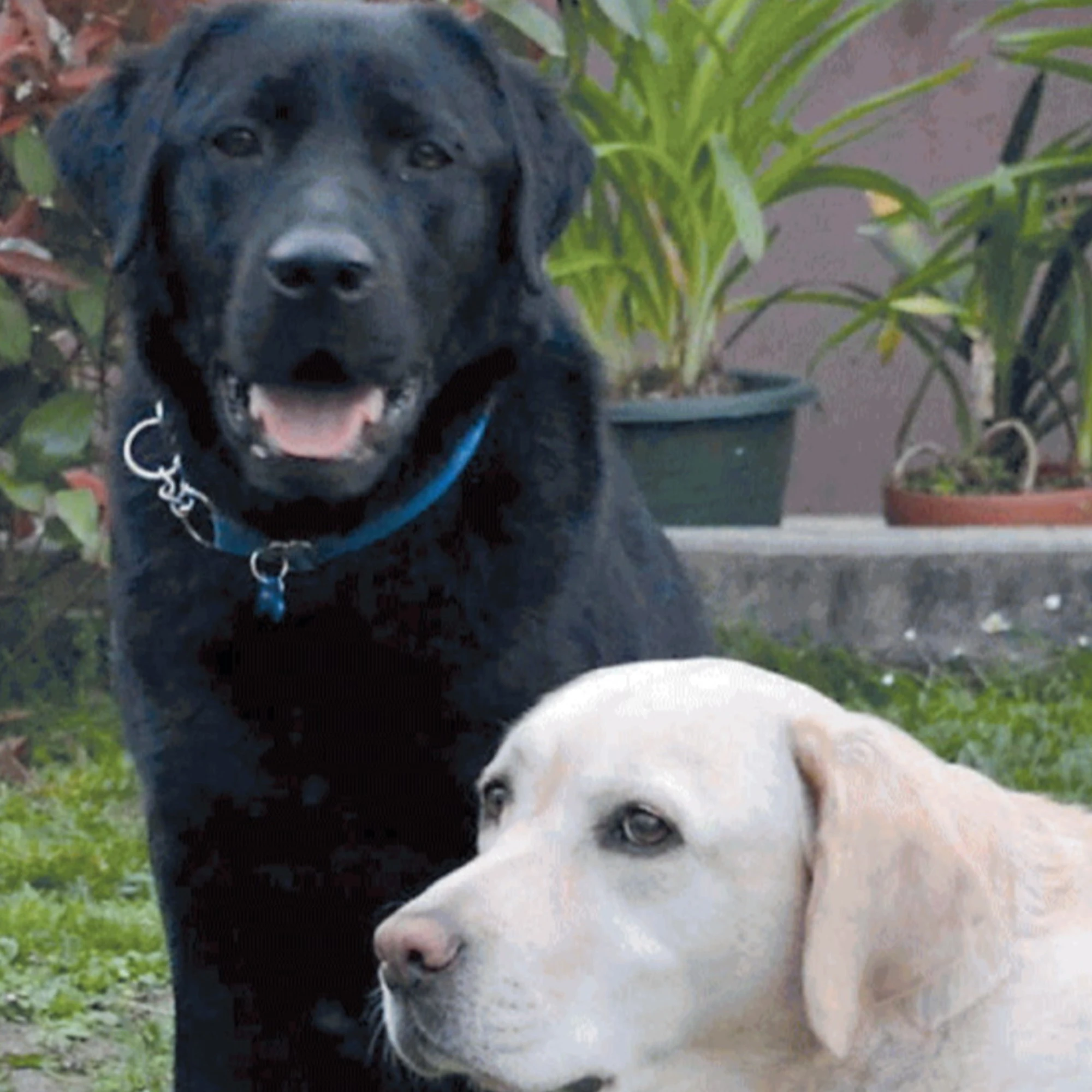 Elogio del cane libero e pure disobbediente