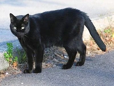 A Brindisi contro le superstizioni, si festeggia il 'Gatto nero day'