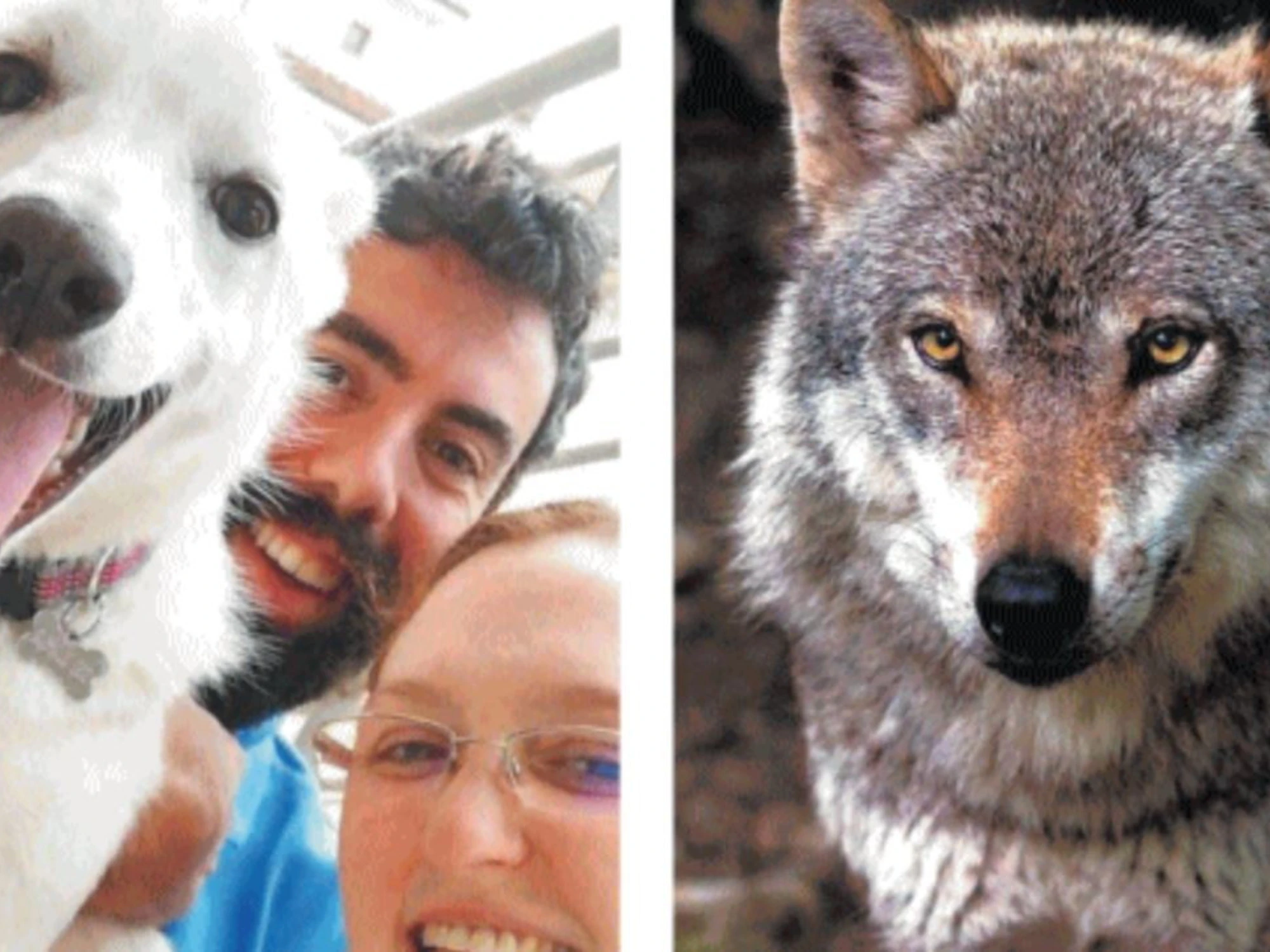Il sacrificio per amore del cane che ha salvato il padroncino dal lupo