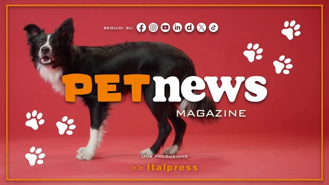PetNews Magazine - 31/8/2026