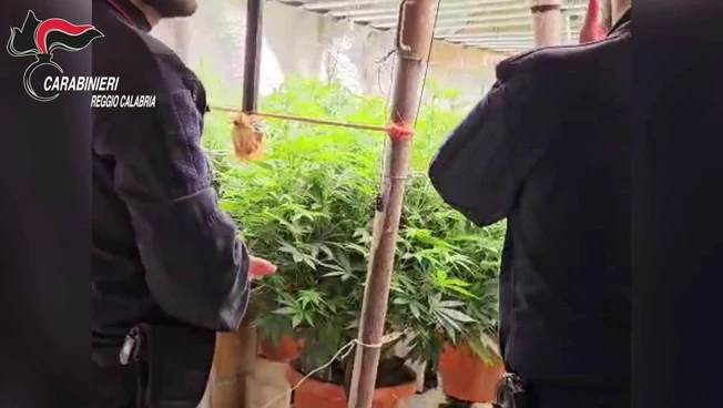 Bunker sotterraneo con piantagione "indoor" di marijuana a Platì, 2 denunciati