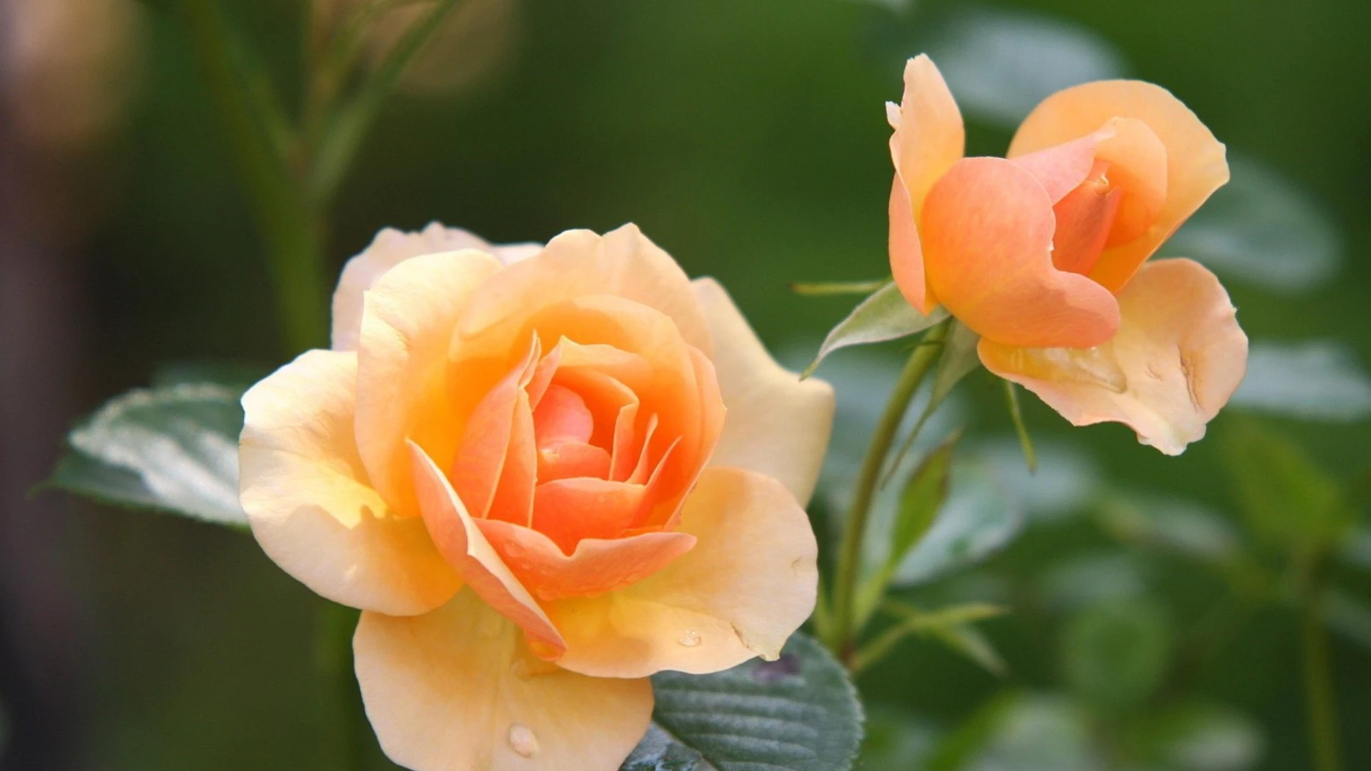 Consegna di rose in giornata: come fare un regalo last minute senza rinunciare all'eleganza