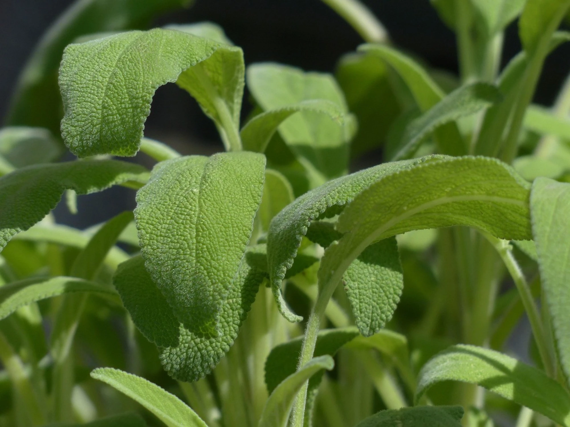 Salvia fritta, il compimento della fogliolina