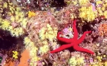 Barriera corallina a Napoli: un video clamoroso