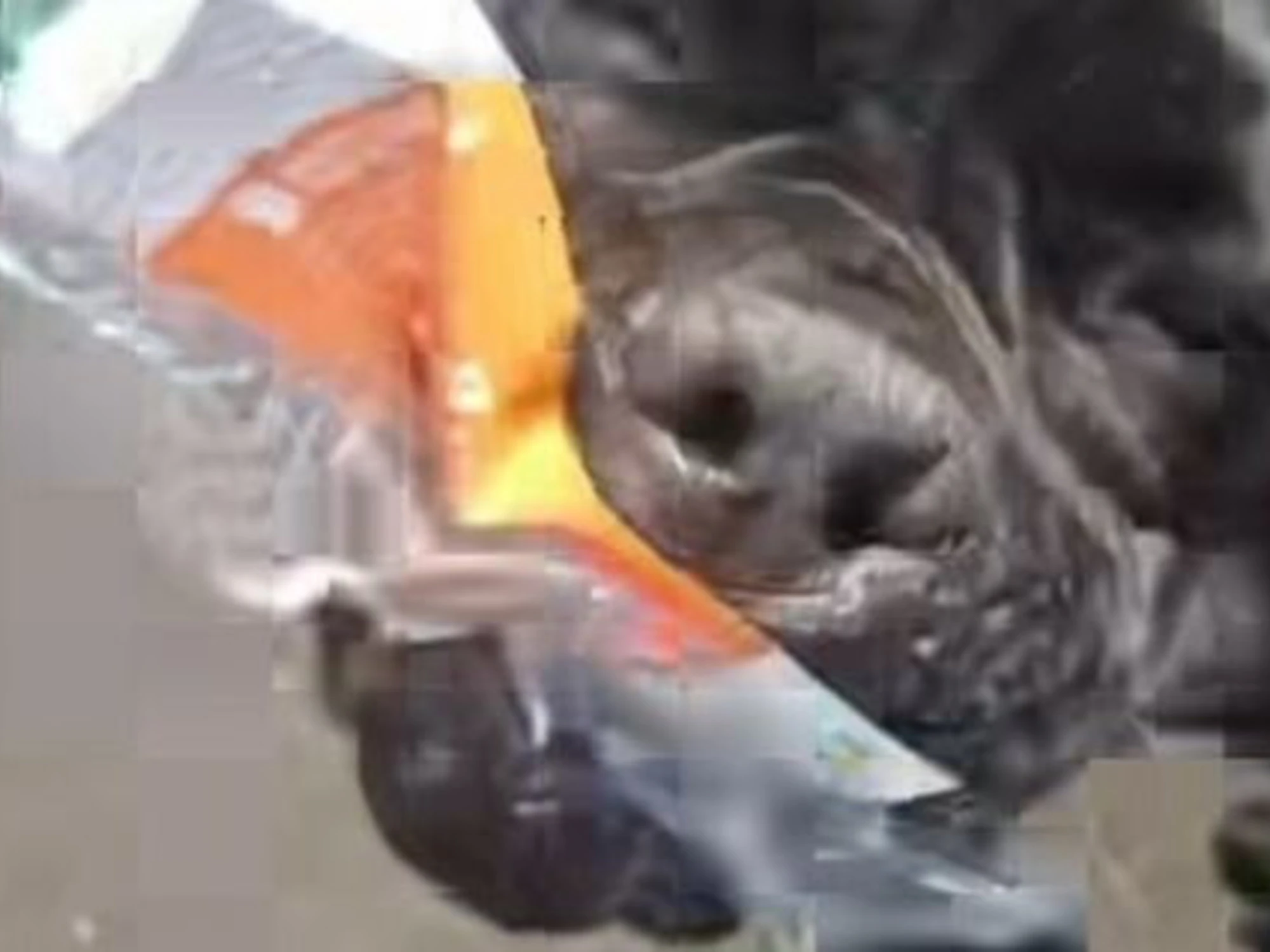 Venezia, aizza il cane contro il Pd: sbranato il volantino, video-choc e polemica