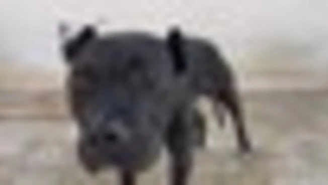 13 pitbull salvati da scommesse e combattimenti clandestini a Gela