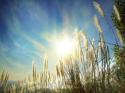 Frodi 'bio', a rischio grandi produzioni e filiera lunga di granelle e cereali