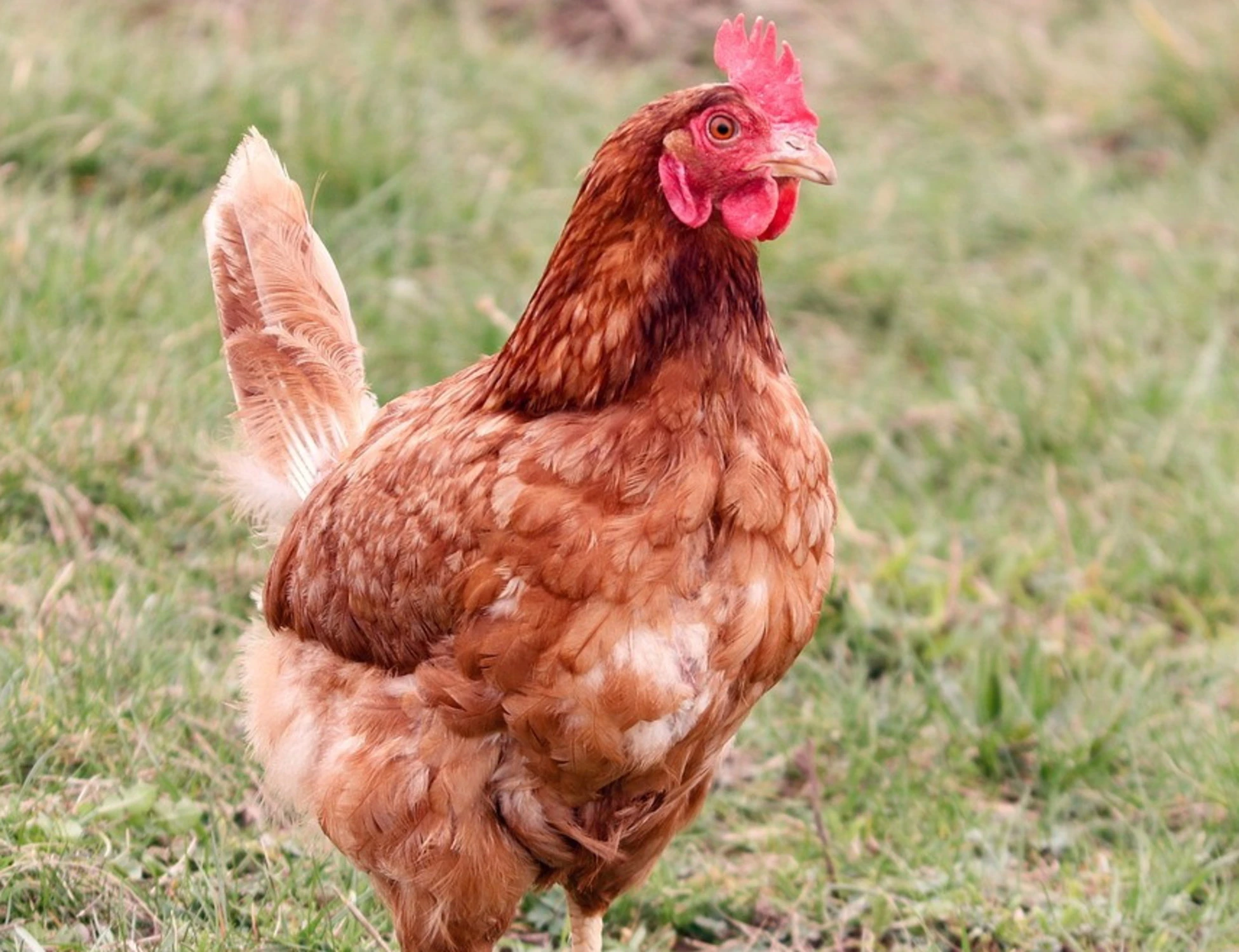 Scandiano, 75enne urta una gallina e muore: come ha perso la vita
