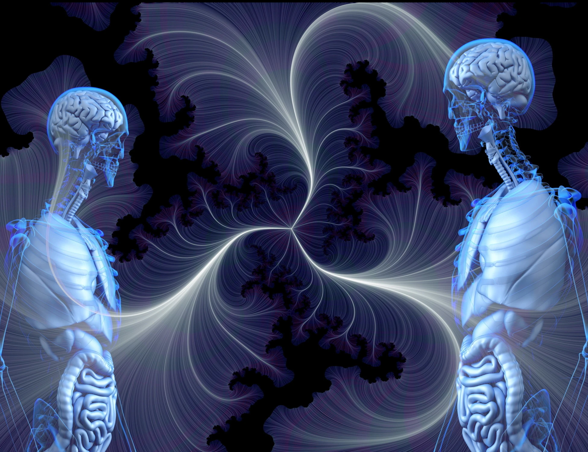 Il timo l'organo che scompare con l'età e che potrebbe nascondere il segreto della longevità 