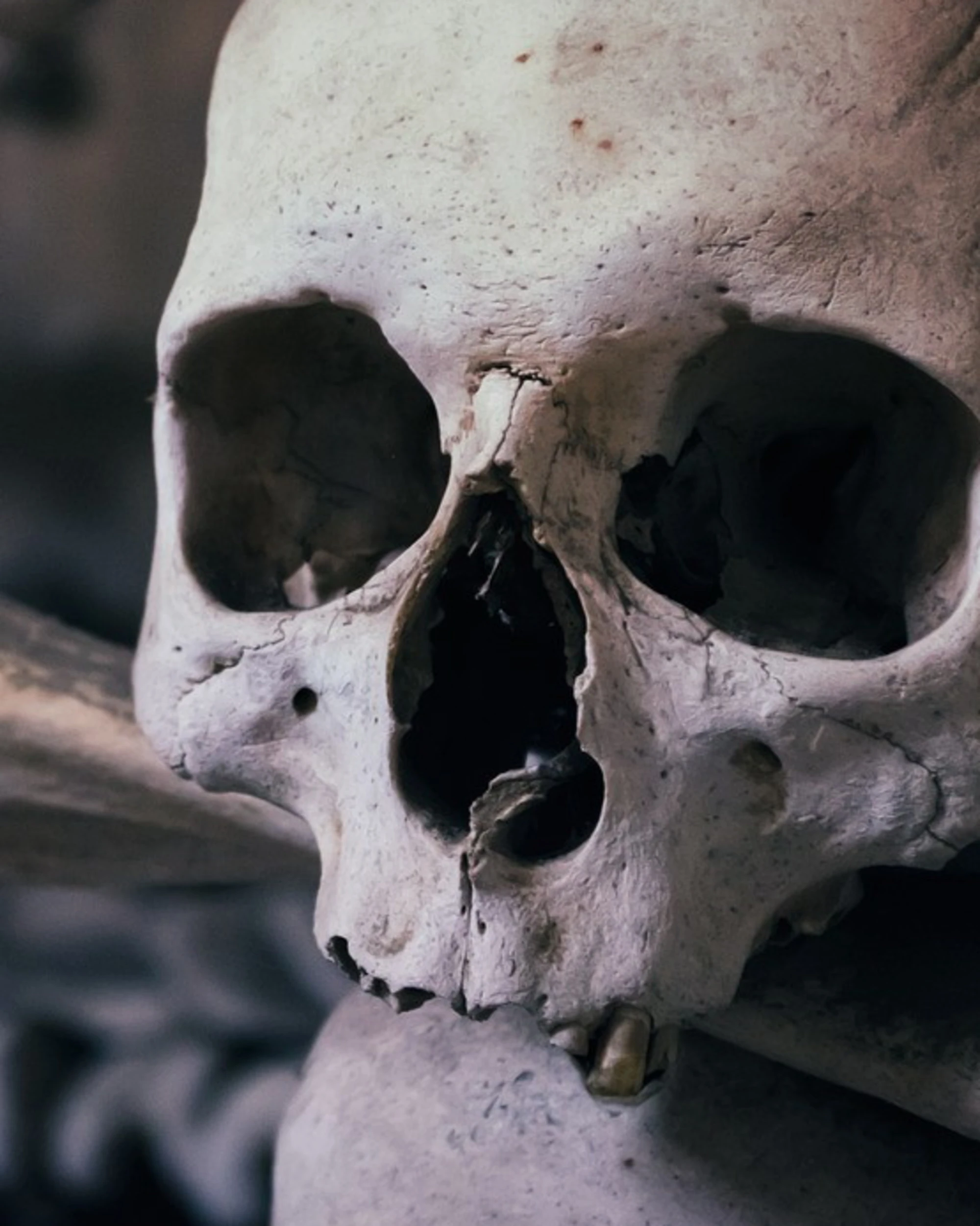 Il misterioso mondo dei teschi perduti e ritrovati