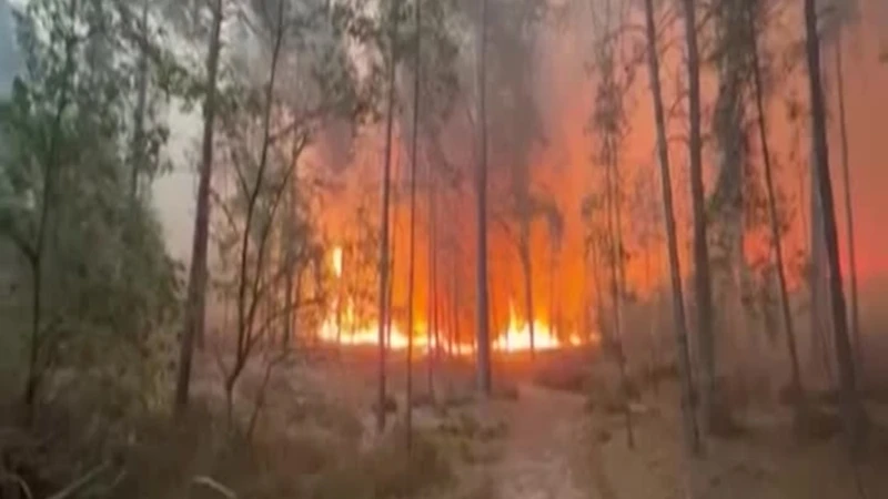 Francia, incendio nella foresta di Fontainebleau: 800 ettari bruciati