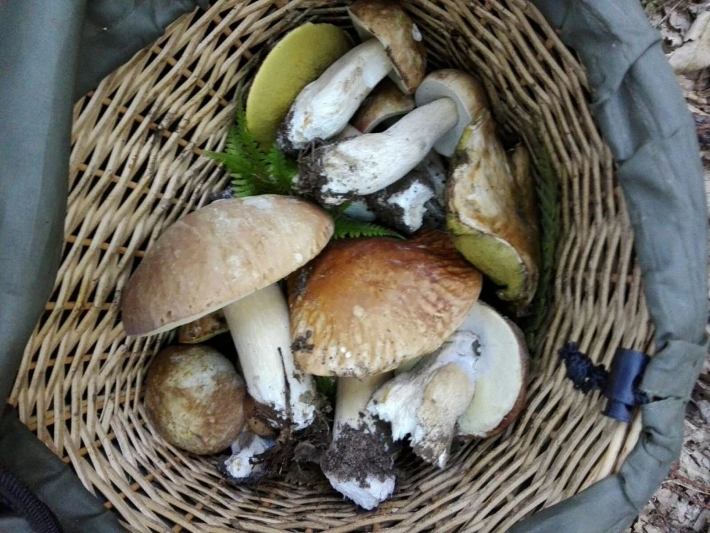 Funghi, ne mangi almeno 300 grammi a settimana? Studio sconvolgente: le conseguenze per il tuo cervello