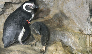 All'acquario di Genova è nato un pinguino
