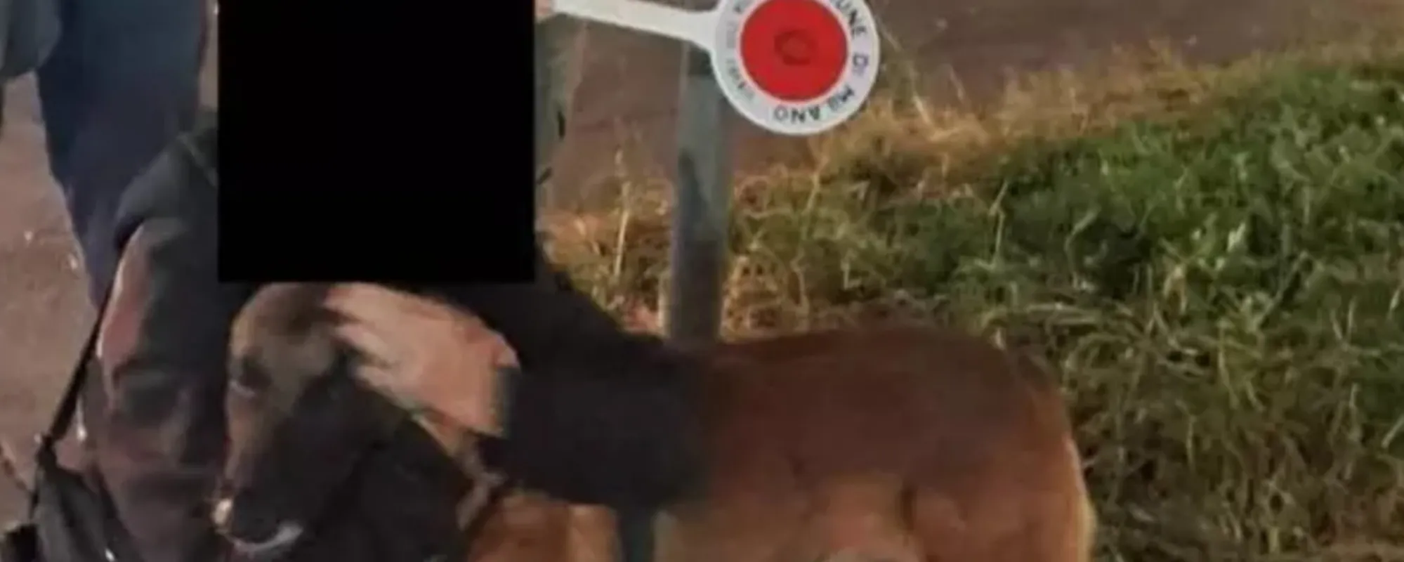Palestinese trova un cane? Orrore a Milano: la pensata da brividi