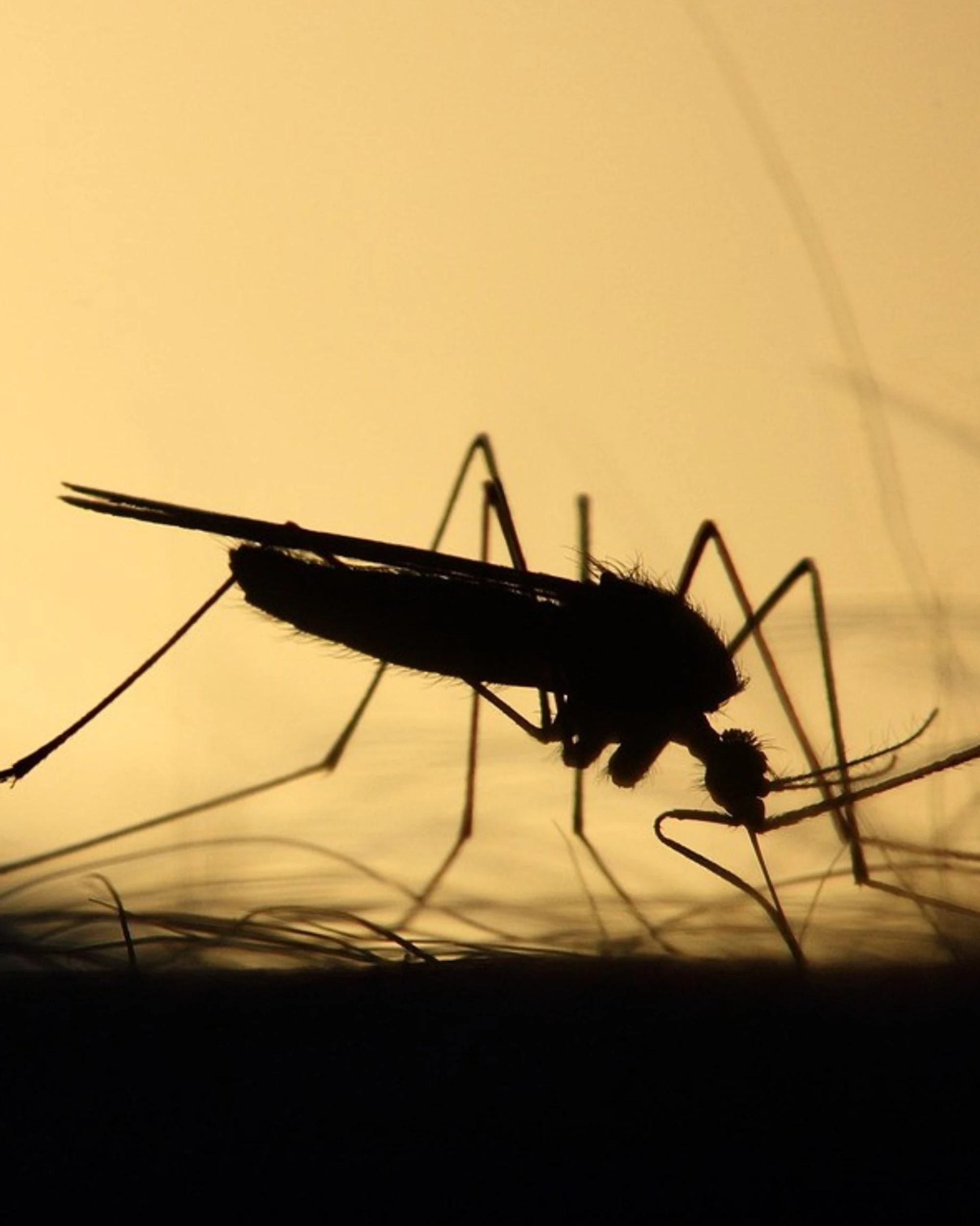West Nile, altri tre morti in poche ore: l'Italia ha paura, cosa sta succedendo
