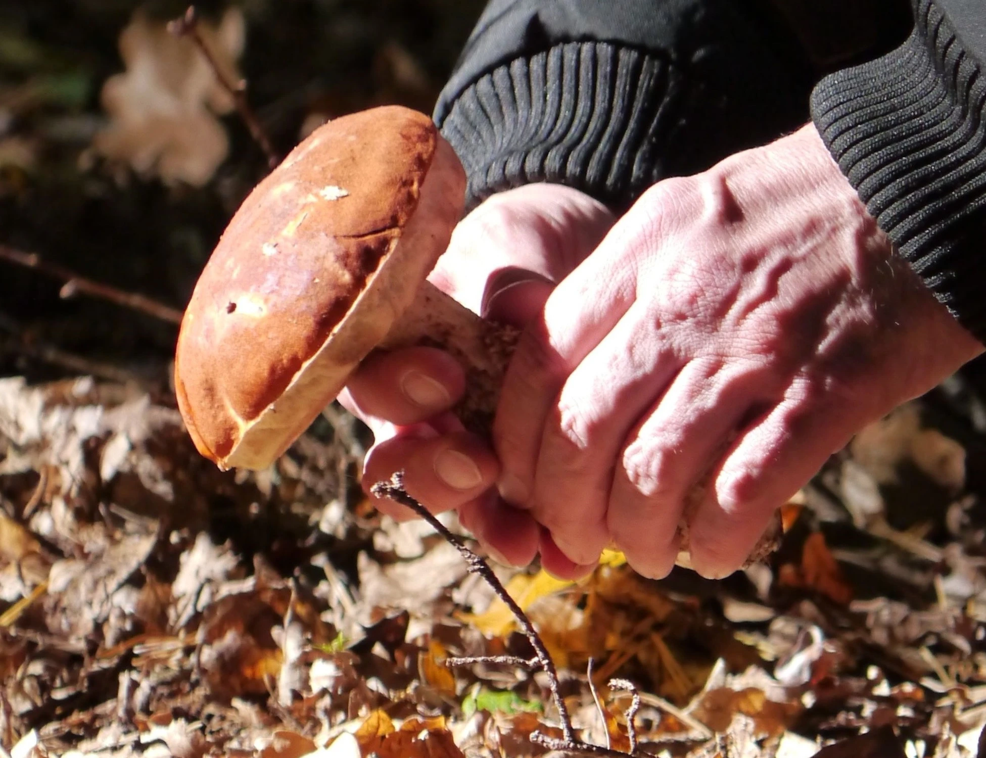 Como, moglie e marito a funghi: lei sparisce, mistero e paura