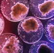 Usa, dalle cellule staminali