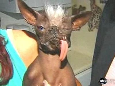 Addio a Elwood: morto all'età di 8 anni il cane più brutto del mondo