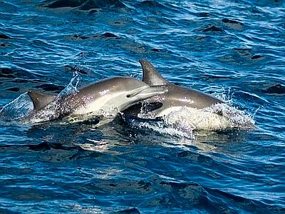 Nave-rigassificatore nel Santuario dei Cetacei, Greenpeace vuole garanzie